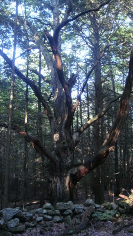 Old dead oak tree and stone walls.