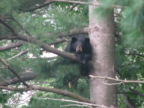 Black Bear sighted in Holland, MA.