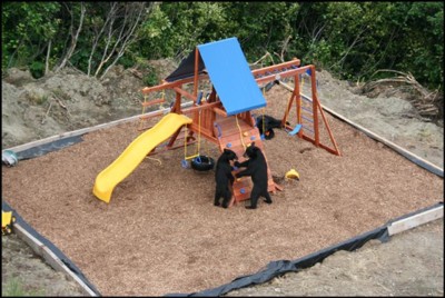 Black Bears playing