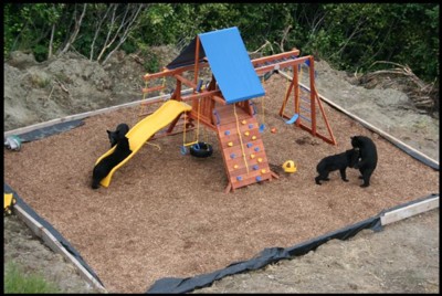 Black Bears playing