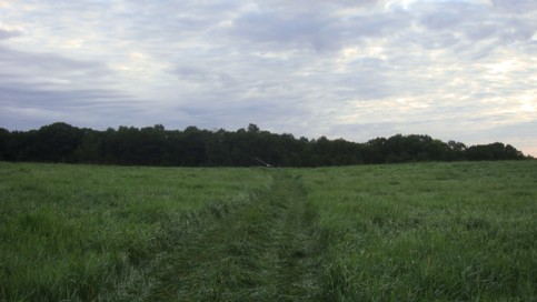 Plane in field