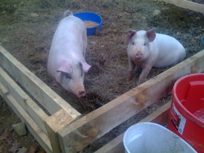 pigs-on-Huguenot-farm