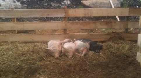 some-contented-hogs-on-LaMountain's-farm-in-Holland.”