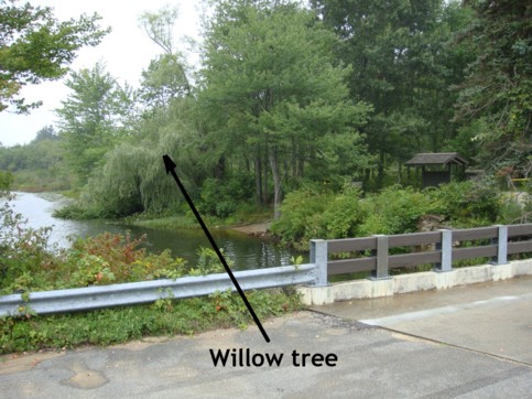 Willow tree that was behind the Anchor and bridge
