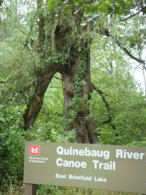 Willow tree that once stood behind the Anchor is now snapped in half