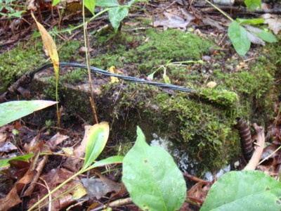 Part of the foundation and wires of the Bagley residence that was opposite the Anchor