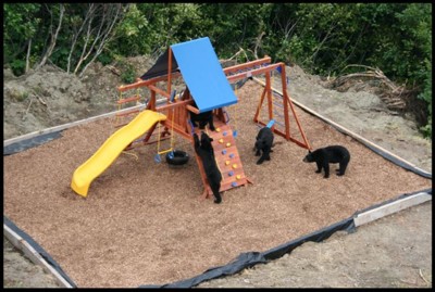 Black Bears playing