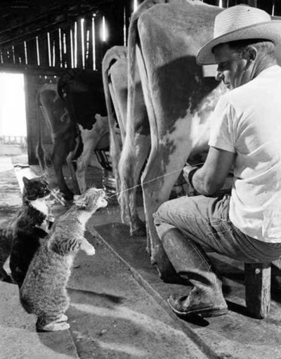 Farmer-with-one-legged-milking-stool