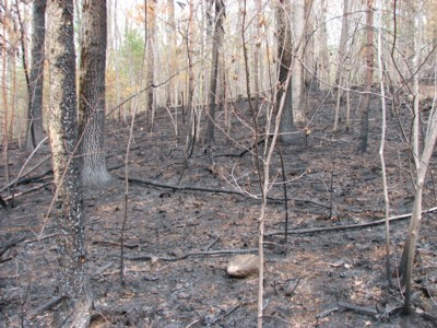 Burned east hillside forest off of East Hill Road