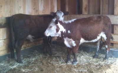 First-Cattle-in-over-a-hundred-years-on-Blodgett-farm