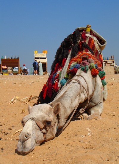Camel-in-Egypt